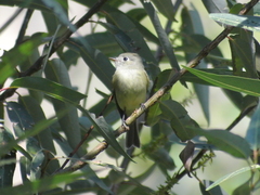 Empidonax hammondii