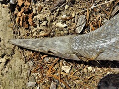 Lepisosteus oculatus