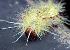 Automeris zugana