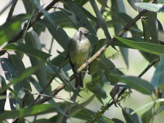 Empidonax hammondii