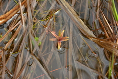 Veronica scutellata