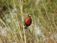 Leistes superciliaris