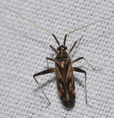 Phytocoris obliquus