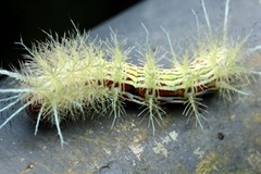 Automeris zugana