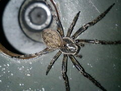 Larinioides ixobolus