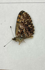 Boloria chariclea