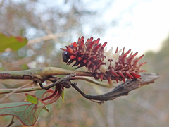 Pharmacophagus antenor