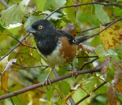 Pipilo erythrophthalmus alleni