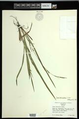 Carex laxiculmis copulata