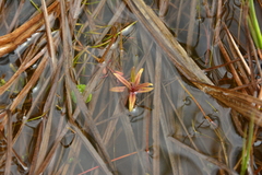 Veronica scutellata