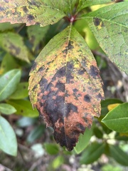 Diplocarpon rosae