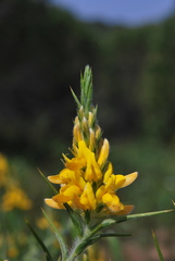 Genista hirsuta