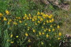 Genista hirsuta