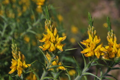 Genista hirsuta