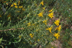 Genista hirsuta
