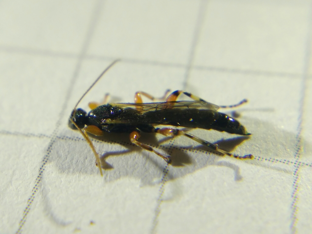 Schizopyga podagrica