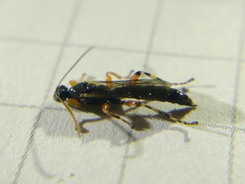 Schizopyga podagrica