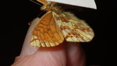 Boloria