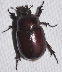 Phyllognathus excavatus