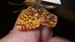Boloria titania