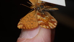 Boloria