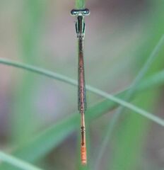 Agriocnemis falcifera