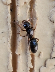 Lasius aphidicola