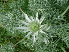 Eryngium bourgatii