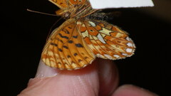 Boloria euphrosyne