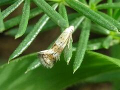 Elachista subocellea