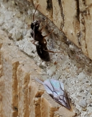 Lasius aphidicola