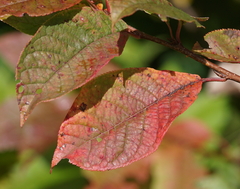 Prunus padus