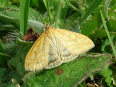 Sitochroa verticalis