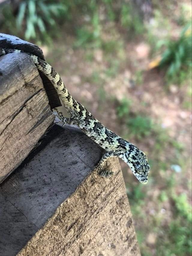 Sierra de Miahuatlán Arboreal Alligator Lizard