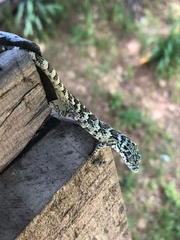 Abronia cuetzpali
