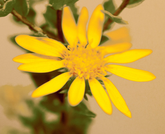 Grindelia lanceolata