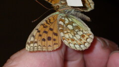 Argynnis niobe