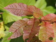 Prunus padus