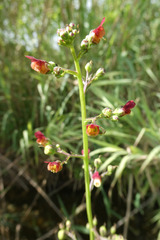 Scrophularia auriculata