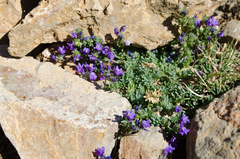 Linaria alpina alpina