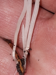 Clavaria acuta