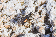 Anoplius americanus