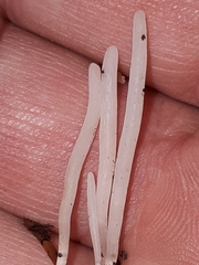 Clavaria acuta