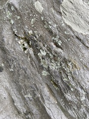 Flavoparmelia baltimorensis