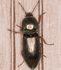 Selatosomus aeneus