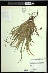 Carex laxiculmis copulata