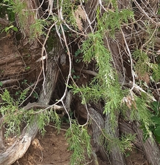 Juniperus excelsa