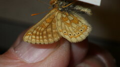 Euphydryas