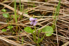 Viola palustris