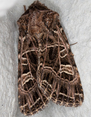 Sideridis reticulata